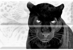 Composicion Puma