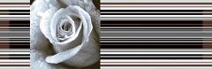 Decor Rose 01